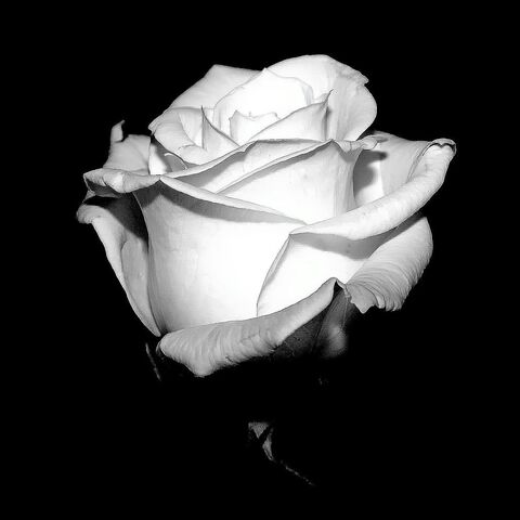 Datei:WeißeRose.jpg