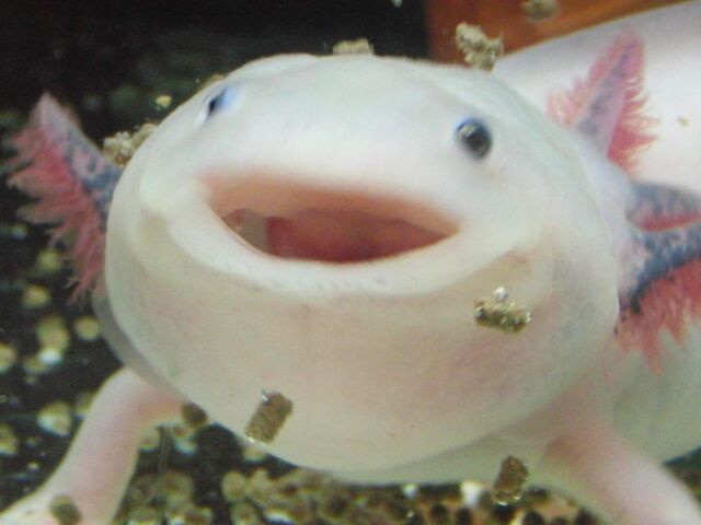 File:Freaky fish thing.jpg