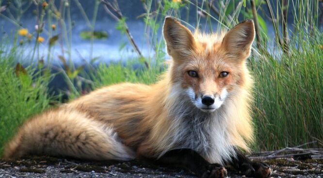 Fuchs-73548 1280-850x468