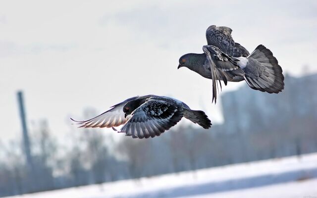 Datei:Beautiful Flying Two Dove in Sky HD Photo.jpg