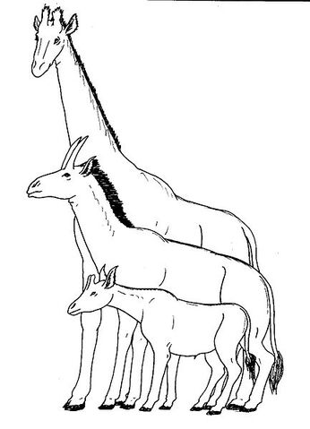File:433px-Giraffidcomparison.jpg