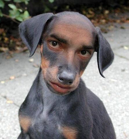 File:Free Dog.jpg