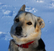 German Shepherd Husky Mix