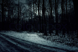Snowy Road