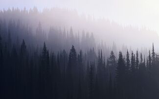 Dark-forest-wallpaper-21
