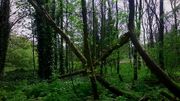 WelcomeToMySideOfTheWoods