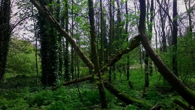 File:WelcomeToMySideOfTheWoods.jpg