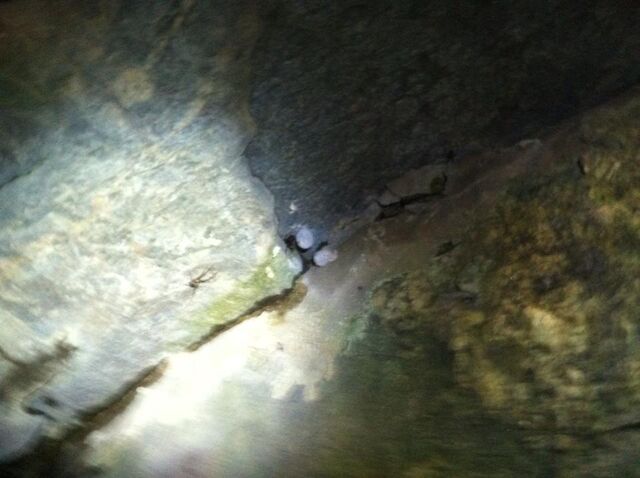 File:Some blurry spiders.jpg