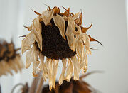 Wilted-sunflower