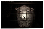 Sheep-cage