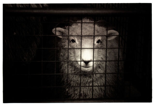 File:Sheep-cage.jpg