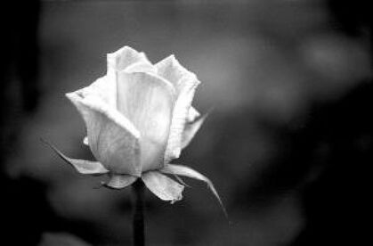 Negro-y-rosa-blanca 2209975