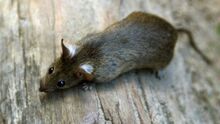 Ratten