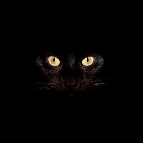 File:TheKillCat.jpg
