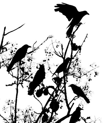 File:Crows-in-tree-e1343676636120.jpg