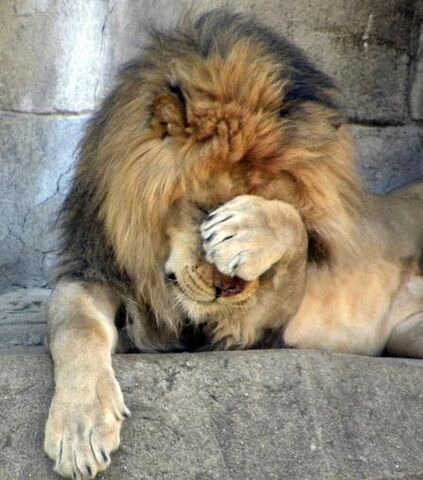 File:Lionfacepalm.jpg
