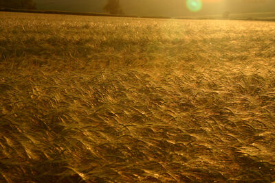 Rye-field