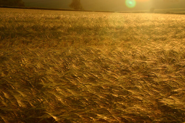 File:Rye-field.jpg