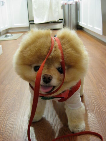File:Khloe-Kardashian-Boo-the-Dog-Facebook-10261023.jpg