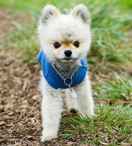 File:Shaved pomeranian.jpg