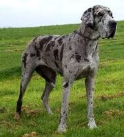 Baxter