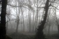 Deep wood 2
