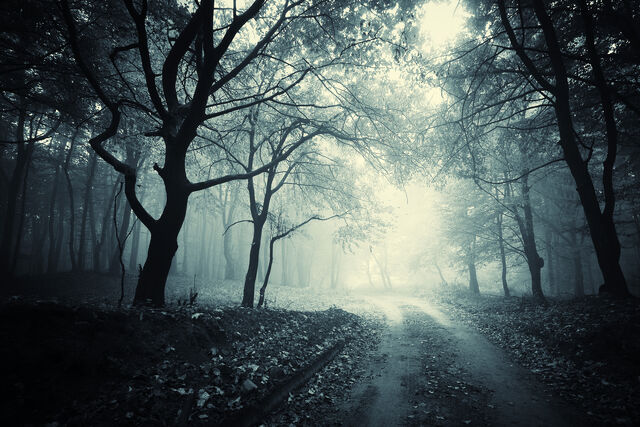 Datei:ScaryForest.jpg