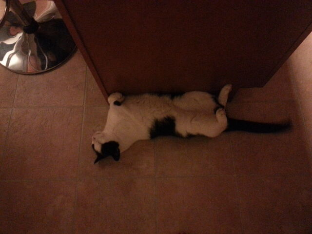 File:Fusion cat.jpg