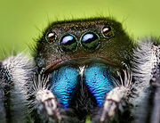 Spider Eyes