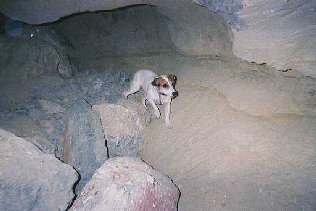 File:Dogted.jpg