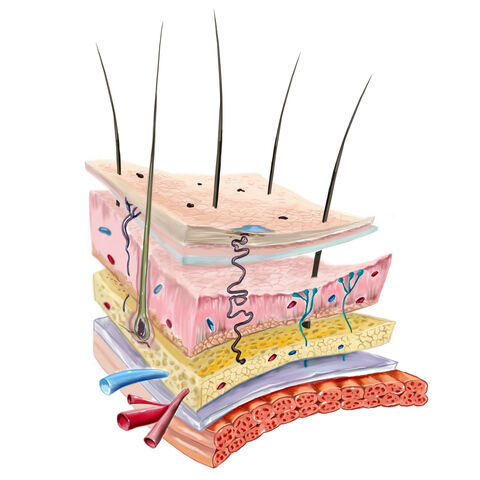 File:Layers-of-Skin-shutterstock.jpg