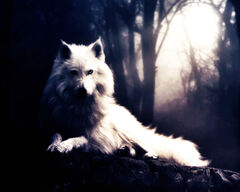 651807-1280x1024-wolf-in-the-dark.jpg