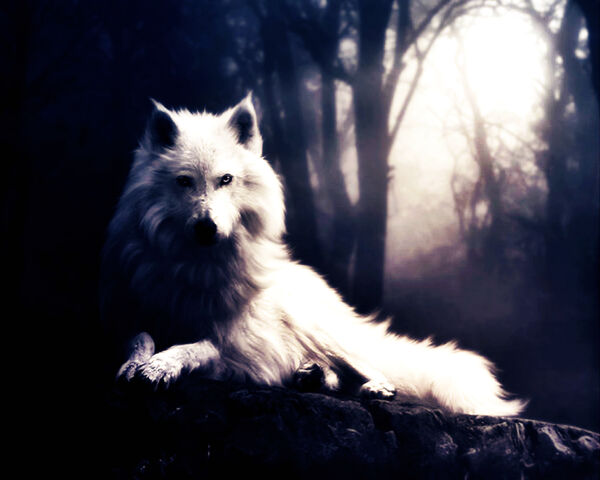 Arquivo:651807-1280x1024-wolf-in-the-dark.jpg