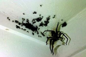 Aracnofobia