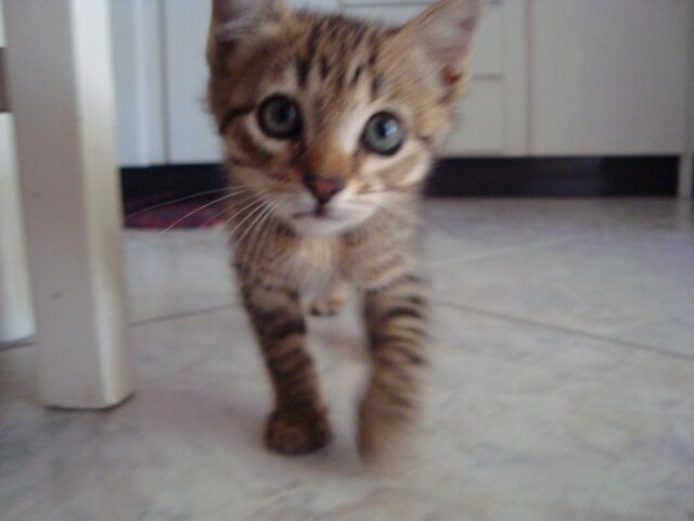 Arquivo:Gato-2.jpg