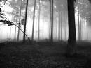 Arquivo:Images-1446773326.jpg