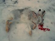 Rabbit.jpg
