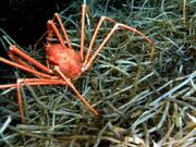 Crab.jpg