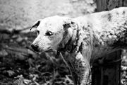 Sad-dog-bw
