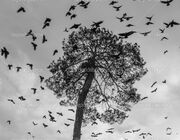 Depositphotos 28552289-stock-photo-a-flock-of-crows-circling
