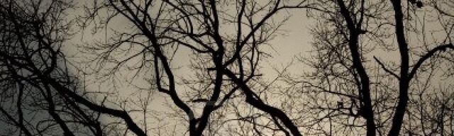 File:Bare-branches-sky1.jpg