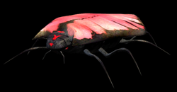 ArkellianSandBeetle