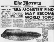 The Mercury Tasmanian Globster