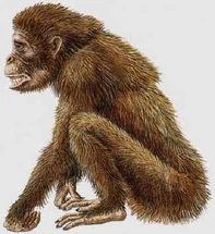 Skunk Ape | Cryptid Wiki | FANDOM powered by Wikia
