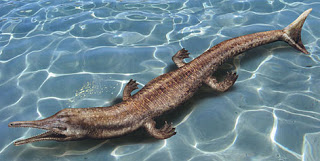 Flathead