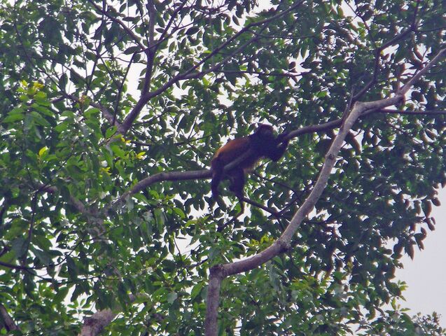 File:Monkey.jpg