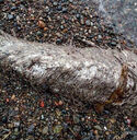Sea-creature-White-Fur