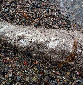 Sea-creature-White-Fur