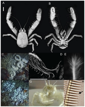Puravida yeti crab