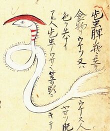 Hizo-no-kasamushi